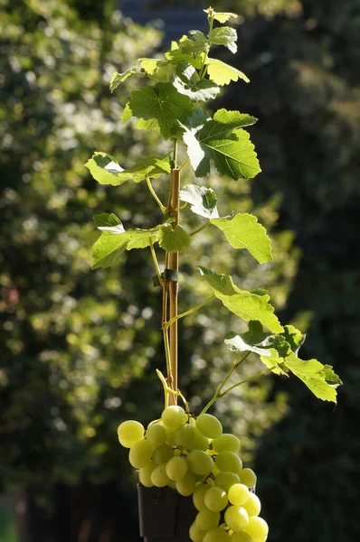 Eine Vertikale Von Trauben Die Unter Sonnenlicht Einem Zweig Hängen — Stockfoto