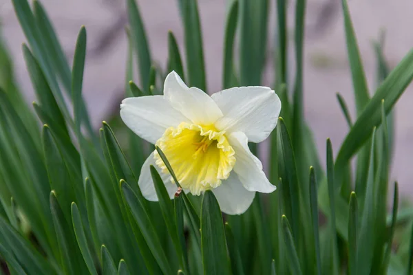 Primo Piano Primrose Senza Pari Bellissimo Narciso Bianco — Foto Stock