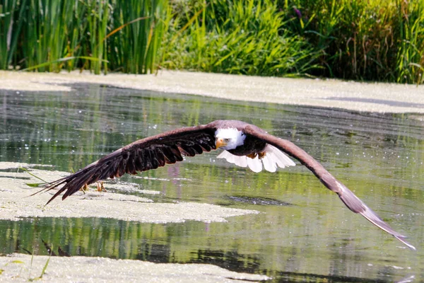 森の中の池を飛ぶ鷲の眺め — ストック写真