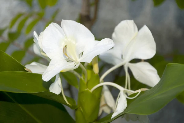 Flor Branca Muito Aromática Hedychium Coronarium Chamada Borboleta — Fotografia de Stock