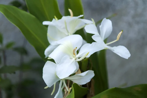 Very Aromatic White Flower Hedychium Coronarium Called Butterfly — Stock Photo, Image