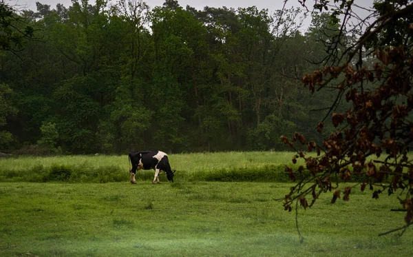 Uma Vaca Lúpulo Preto Branco Pastando Prado Nebuloso Verde Frente — Fotografia de Stock