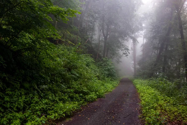 神秘的な 霧に包まれた森の中を細い木が続く道の景勝地 — ストック写真