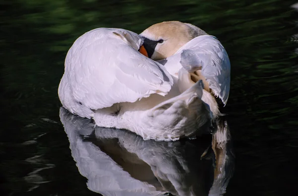 Primer Plano Cisne Acurrucado Nadando Lago — Foto de Stock
