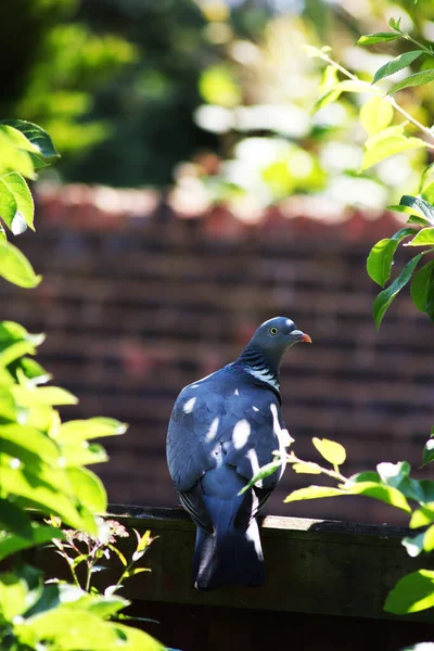 Small Bird Sitting Branch Wall Background — Stock Photo, Image