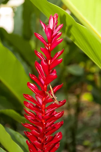 Tropické Rostliny Terase Red Ginger Alpinia Purpurata Střední Amerika — Stock fotografie