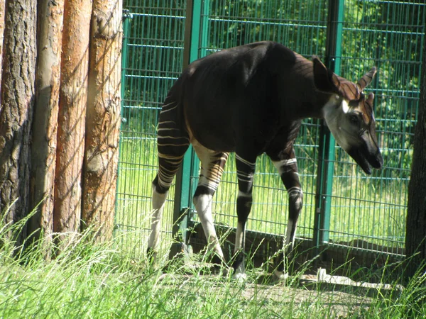 Una Toma Clsouep Una Vaca Pequeña Jaula — Foto de Stock