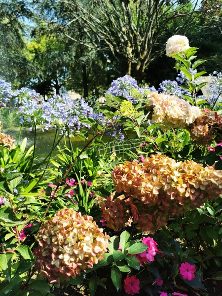 Plano Vertical Flores Blancas Rosadas Moradas Jardín Santiago Compostela España — Foto de Stock