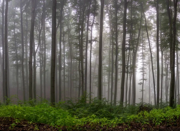 Сценический Снимок Мистического Темного Туманного Леса Полного Тонких Деревьев — стоковое фото