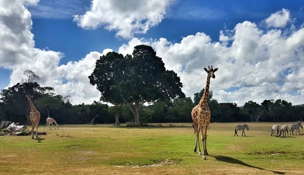 Piękny Widok Grupę Żyraf Zebr Razem Lesie — Zdjęcie stockowe