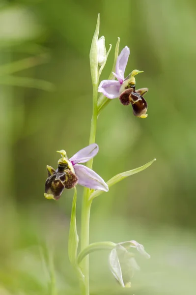 Gros Plan Vertical Fleurs Florissantes Orchidée Bécasse — Photo