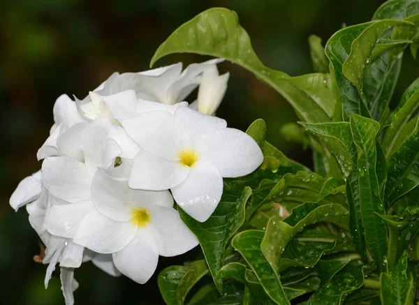 Zbliżenie Ujęcie Białych Świeżych Kwiatów Jaśminu — Zdjęcie stockowe