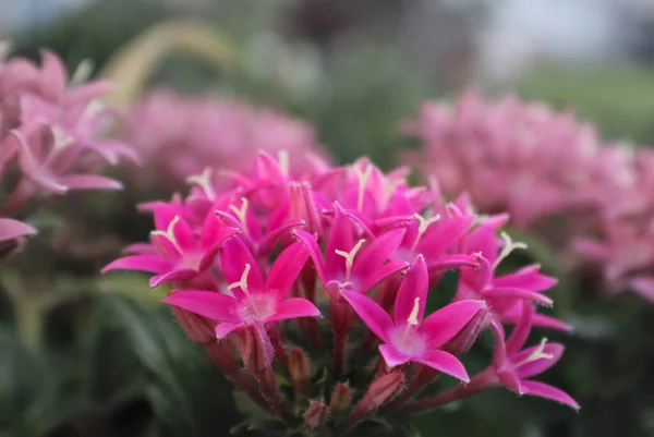 Ein Weicher Fokus Aus Schönen Rosa Santanblumen Die Einem Garten — Stockfoto