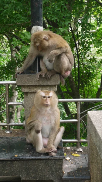 Closeup Shot Two Japanese Macaques Snow Monkeys Zoo — Stock Photo, Image