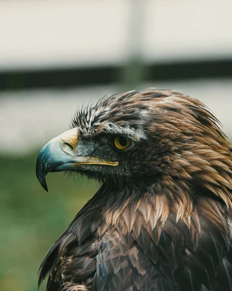 Een Verticaal Portret Van Gouden Adelaar Met Zwarte Snavel — Stockfoto