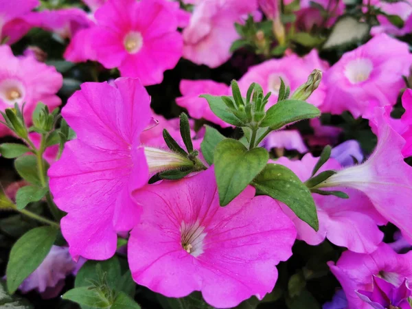 Primer Plano Jardín Lleno Flores Rosadas Madrid España — Foto de Stock