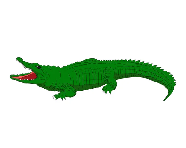 Une Image Vectorielle Dessinée Main Alligator Américain Sur Fond Blanc — Photo