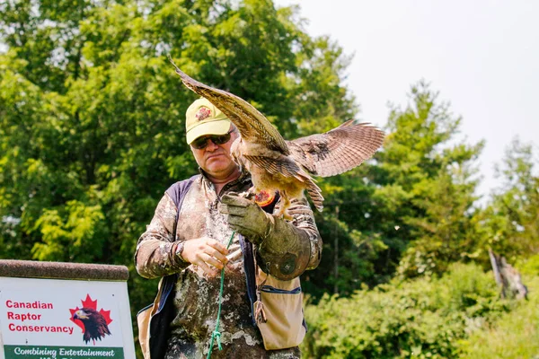 Simcoe Canada Jul 2021 Professional Bird Handler Training Great Horned — Stock Photo, Image