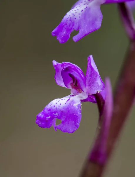 Primo Piano Verticale Fiori Orchidea Lange Rosse Fiore — Foto Stock