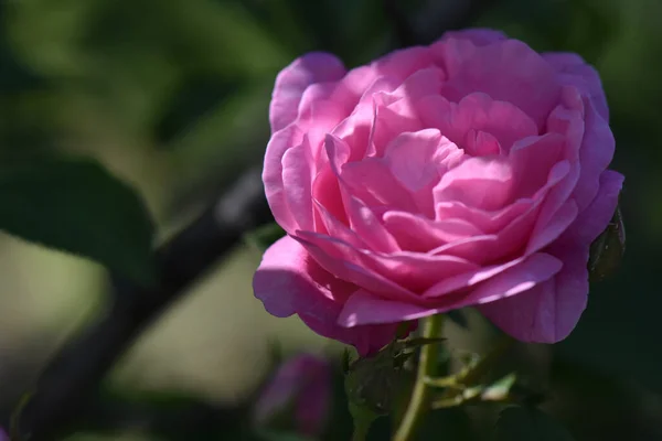 Detailní Záběr Růžové Zahrady Kvetoucí Poli Pod Slunečním Světlem — Stock fotografie