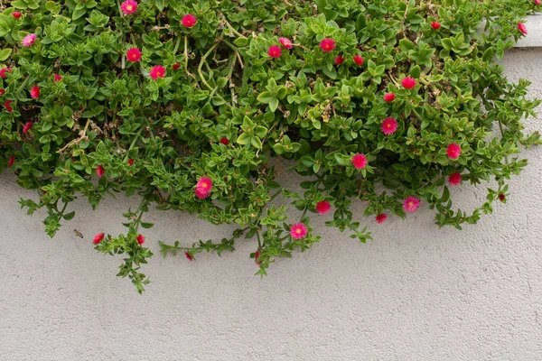 Ένα Φυτό Μικρά Ροζ Λουλούδια — Φωτογραφία Αρχείου