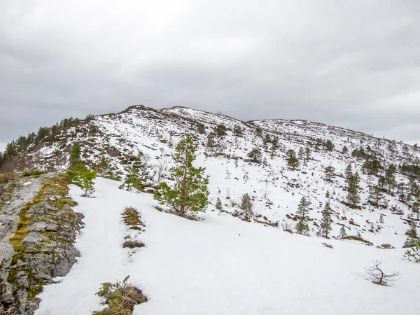 Het Uitzicht Een Besneeuwde Heuvel Met Bomen Volda Noorwegen — Stockfoto