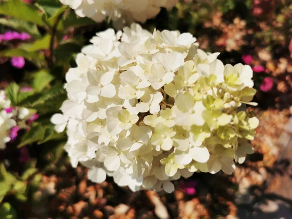 Santiago Compostela Spanya Bir Bahçede Beyaz Çiçeklerin Yakın Plan Çekimi — Stok fotoğraf