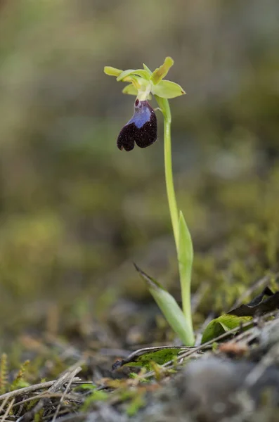 Primer Plano Vertical Una Flor Floreciente Orquídea Del Atlas —  Fotos de Stock