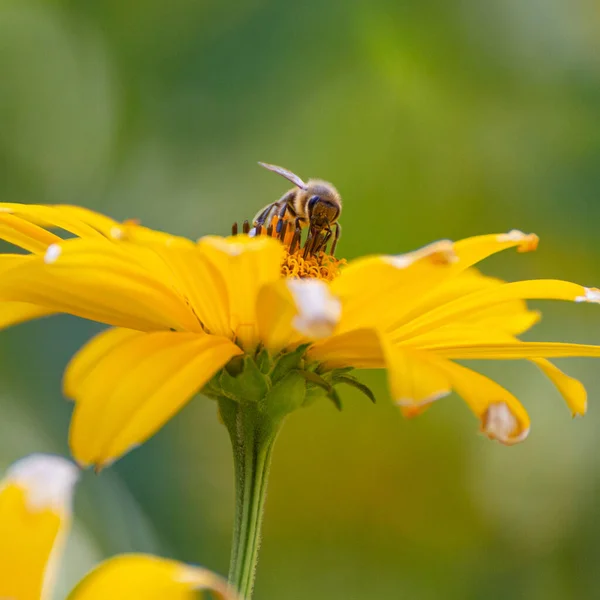 Detailní Záběr Včely Opylující Žlutém Květu — Stock fotografie