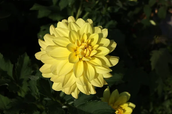 Egy Közeli Felvétel Egy Virágzó Sárga Dáliáról Napfény Alatt — Stock Fotó