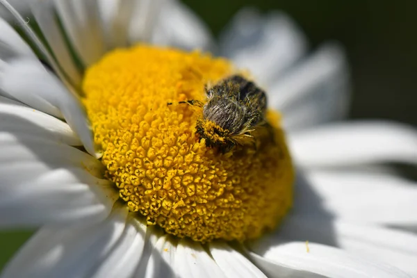 Primer Plano Una Abeja Recogiendo Polen Una Margarita Campo Bajo — Foto de Stock