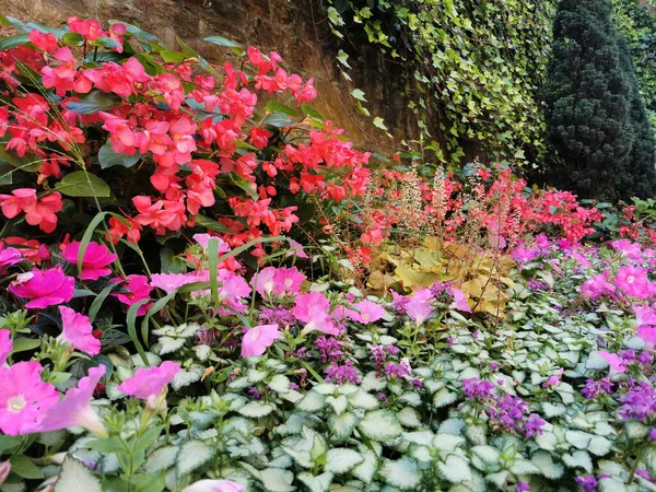 Close Jardim Cheio Flores Coloridas Santiago Compostela Espanha — Fotografia de Stock