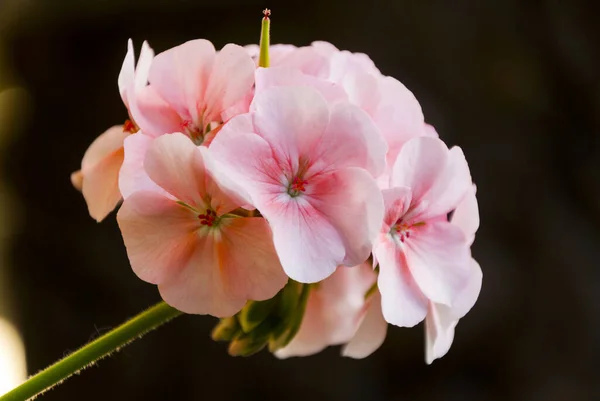 Branch Spring Blossom Pink Cranesbill Flowers Pelargonium Hortorum Also Called — Stock Photo, Image