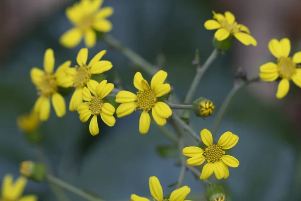 Gele Hillside Madeliefje Bloemen Monolopia Lanceolata Een Tuin — Stockfoto