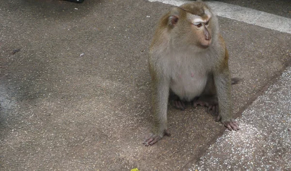 Tembakan Jarak Dekat Dari Monyet Jepang Atau Monyet Salju Kebun — Stok Foto