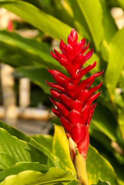 Tropiska Uteplatsväxter Röd Ingefära Alpinia Purpurata Centrala Ameri — Stockfoto