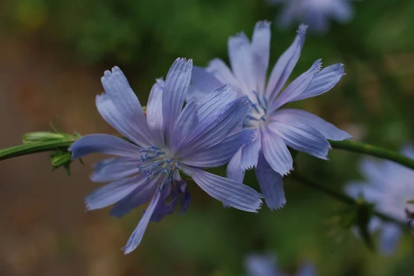 Крупним Планом Квітучі Цикорійні Квіти — стокове фото