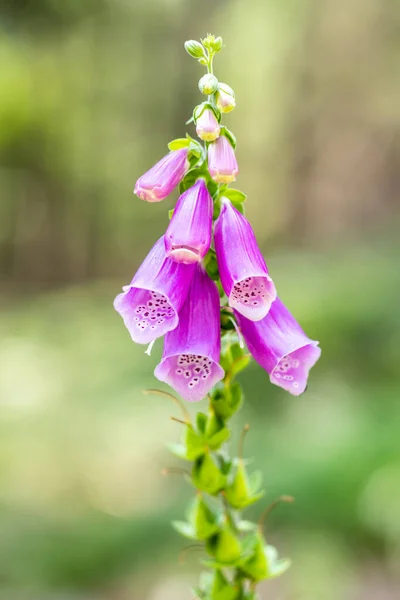 Tiro Vertical Luvas Roxas Foxgloves Fundo Borrado — Fotografia de Stock