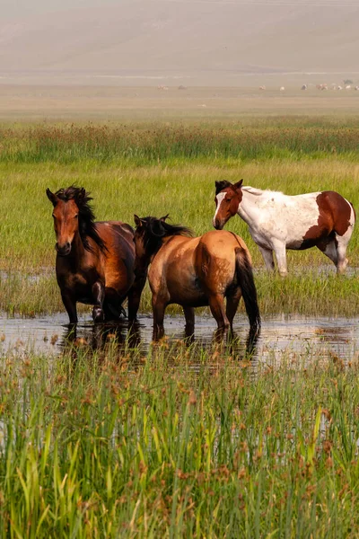 Plan Vertical Chevaux Dans Pré Herbeux Avec Étang — Photo