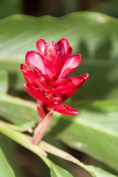 Тропические Растения Патио Рыжая Рыжая Пурпура Центральная Америка — стоковое фото