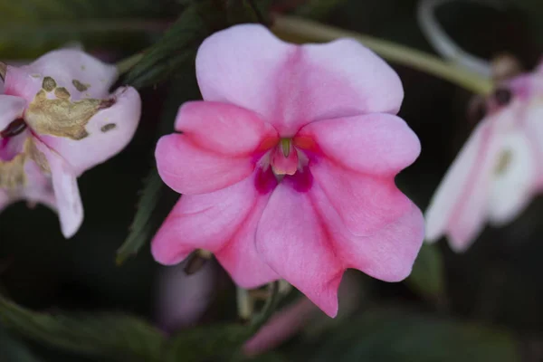 花园里的一朵美丽的粉红色的花 — 图库照片