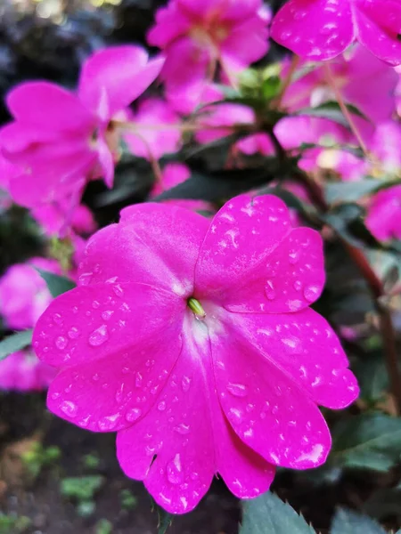 スペインのサンティアゴ コンポステーラのピンクの花でいっぱいの庭の垂直閉鎖ショット — ストック写真