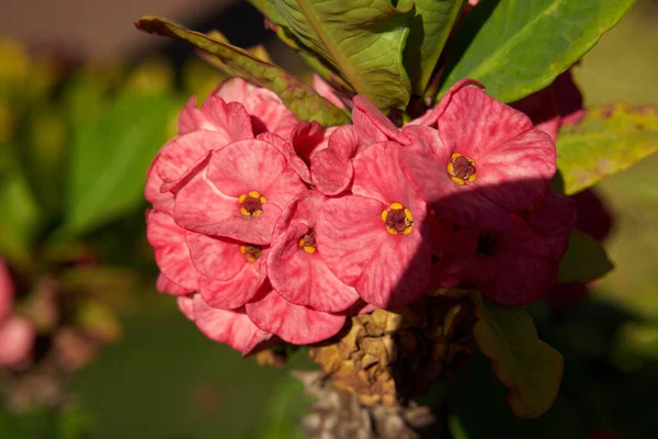 Selective Focus Shot Pink Euphorbia Milii Flowers Sun Canary Islands — Stock Photo, Image