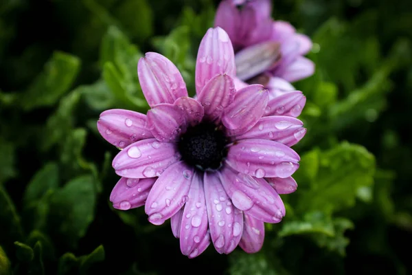 Soft Focus Pink African Daisy Water Droplets Garden — Stock Photo, Image