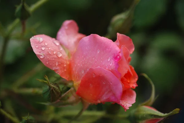 Ένα Κοντινό Πλάνο Ενός Ροζ Τριαντάφυλλου Σταγόνες Δροσιάς — Φωτογραφία Αρχείου