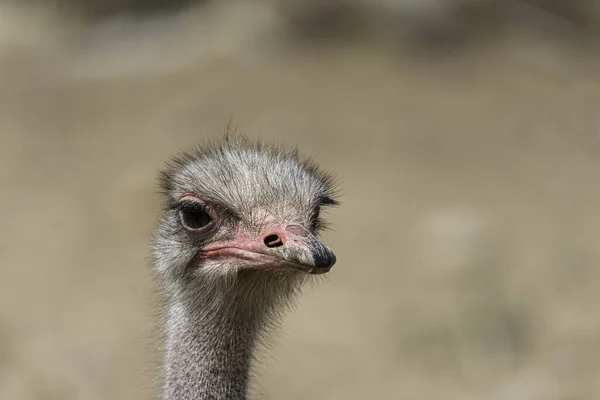 Portrait Ostrich Outdoors Daylight — Stock Photo, Image