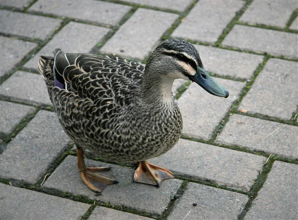 Närbild Gräsänder Parken — Stockfoto