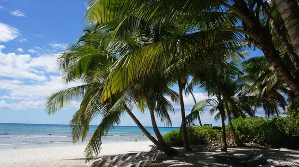 Piękne Ujęcie Plaży Palmami — Zdjęcie stockowe