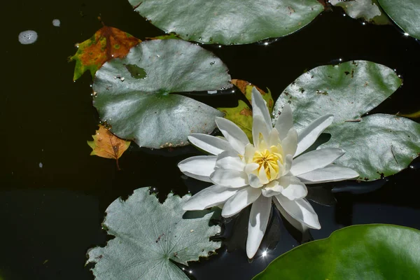 Nice Water Lily Flower — Stock Photo, Image