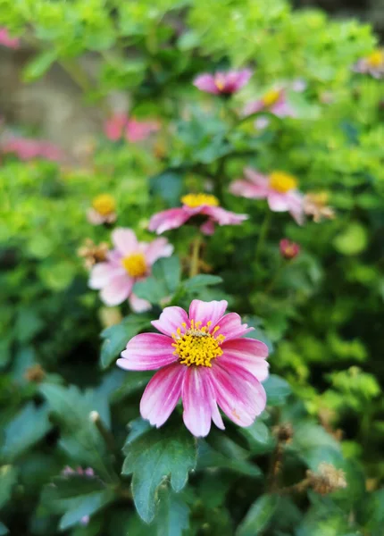 在西班牙圣地亚哥德孔波斯特拉 一个充满粉红色花朵的花园的垂直特写镜头 — 图库照片